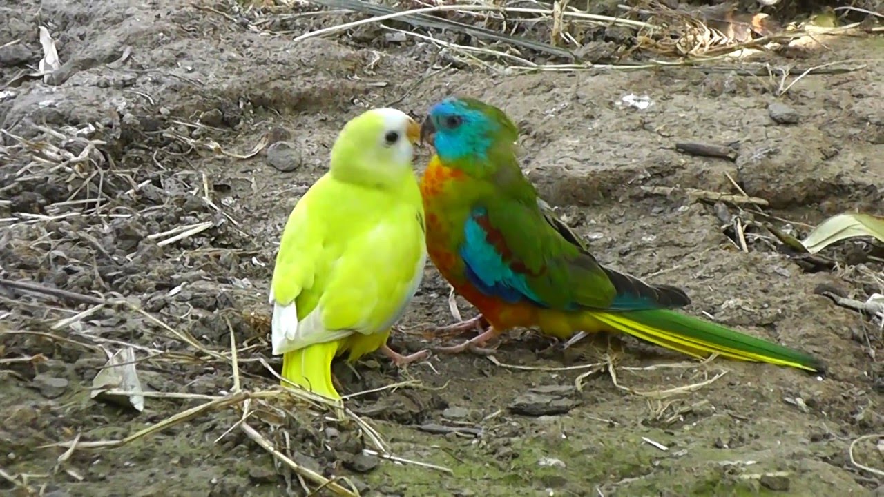 Turquoisine Parrots Feeding