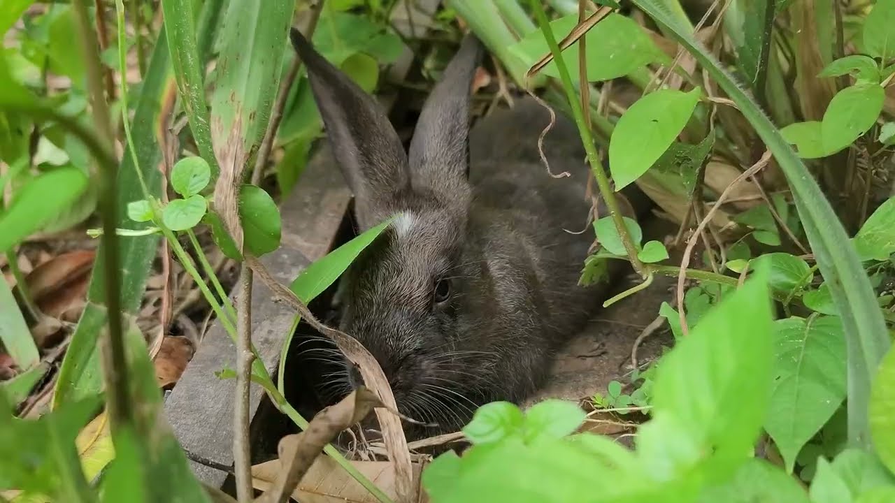 Bunny Life Moments 🐇 | Peaceful & Heartwarming Bunny Life