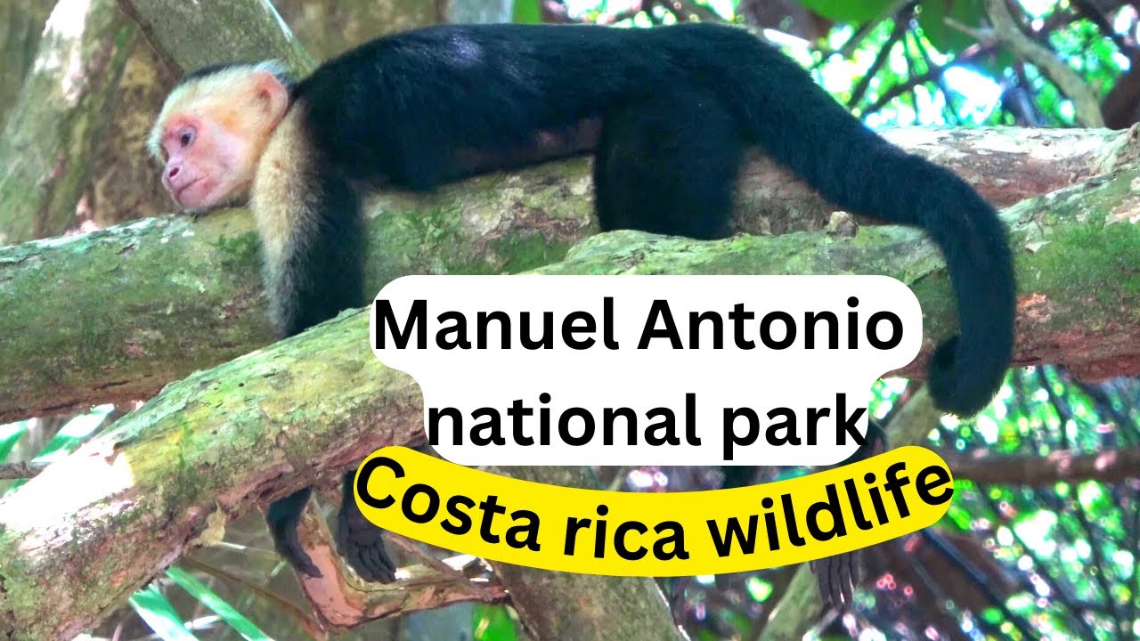 Costa Rica travel. Wildlife in Manuel Antonio National park. 4K