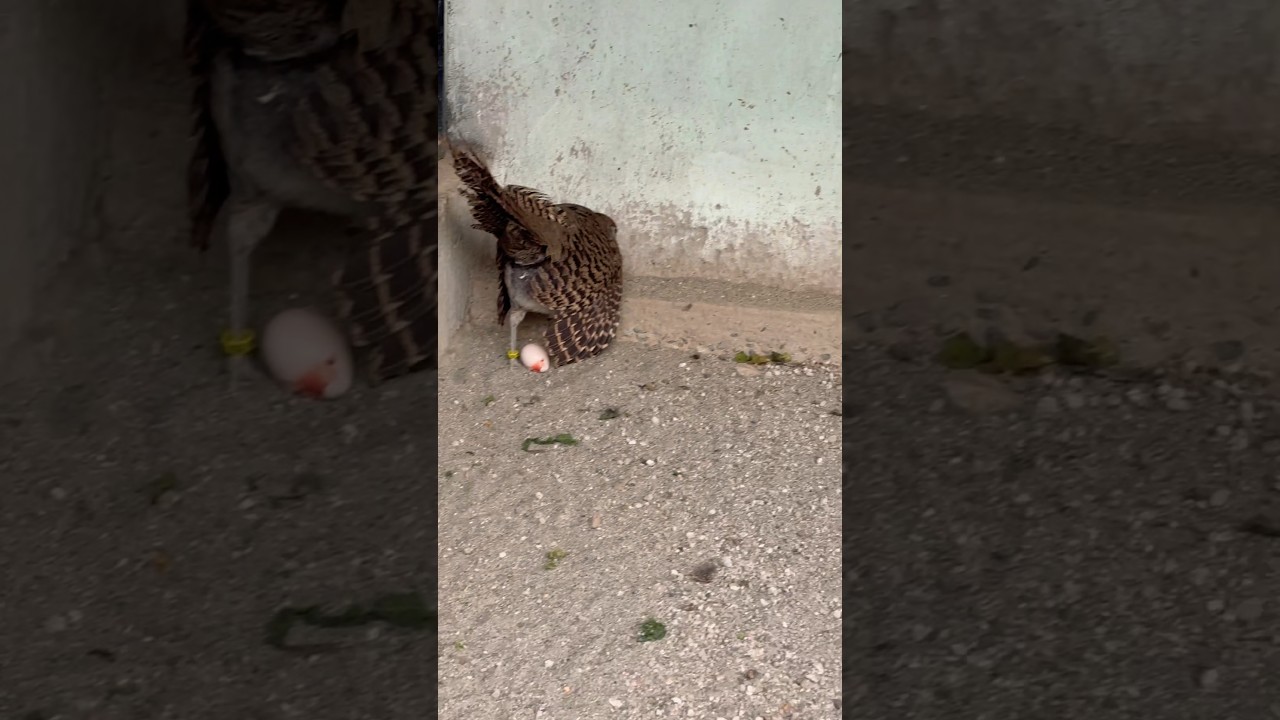 Ma Sha ALLAH lady Pheasant Live Eggs Laying 🤐 