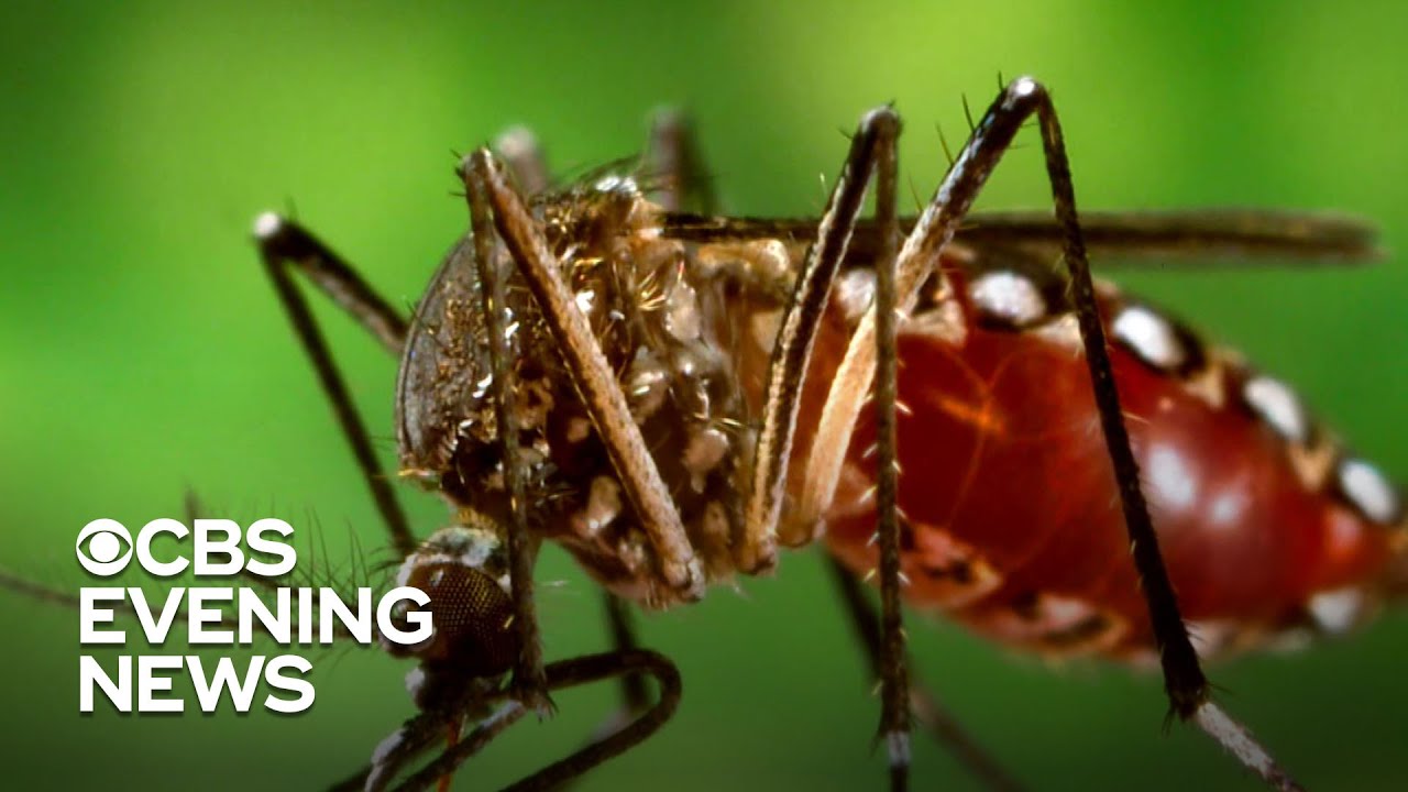 Mosquitoes carrying rare deadly disease found in several states
