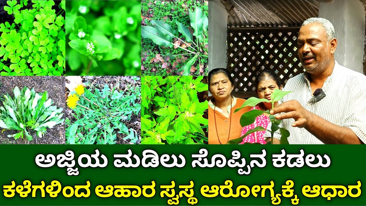 ಕಳೆಗಳಿಂದ ಆಹಾರ | ಅಜ್ಜಿಯ ಮಡಿಲು ಸೊಪ್ಪಿನ ಕಡಲು | Wild Edible Plants | Food From Weeds Is Good For Health
