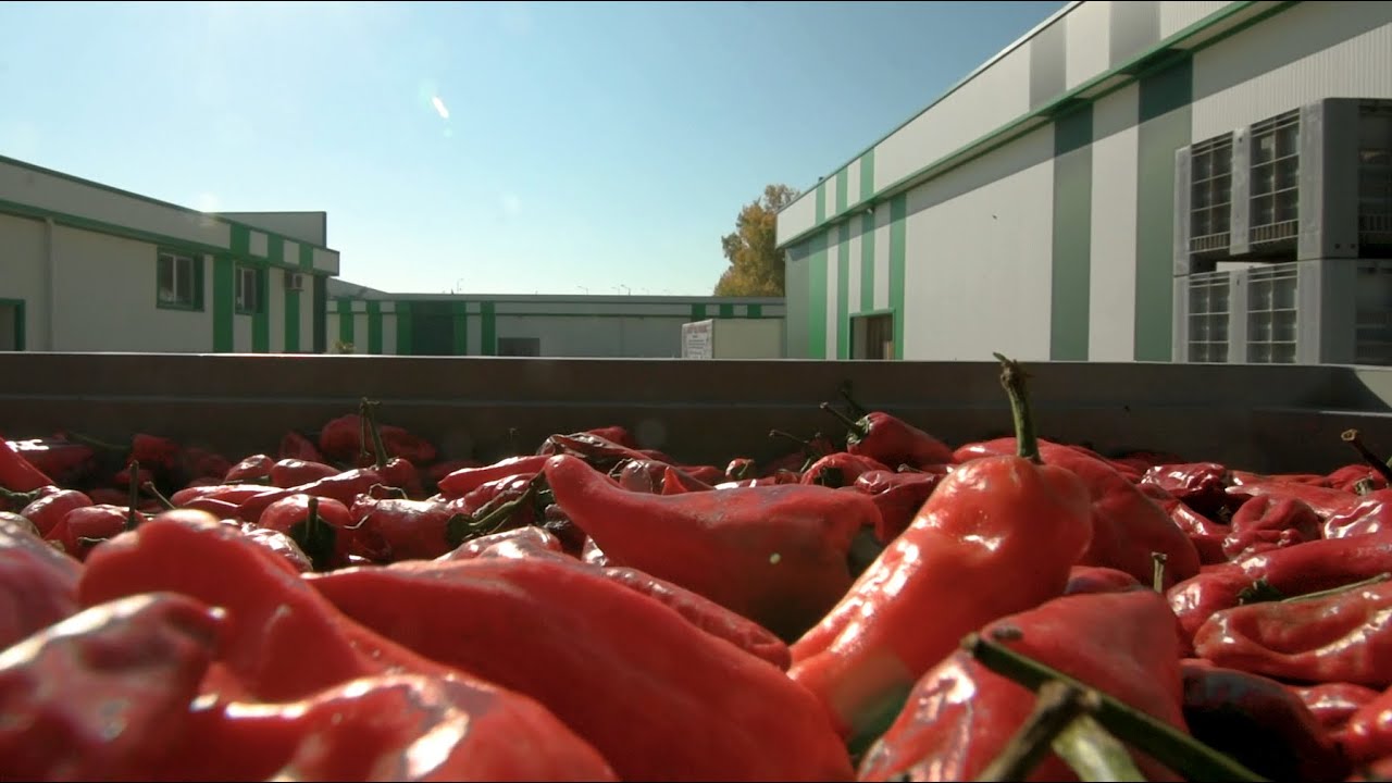 From Fresh Peppers to Ground Paprika – Production Process