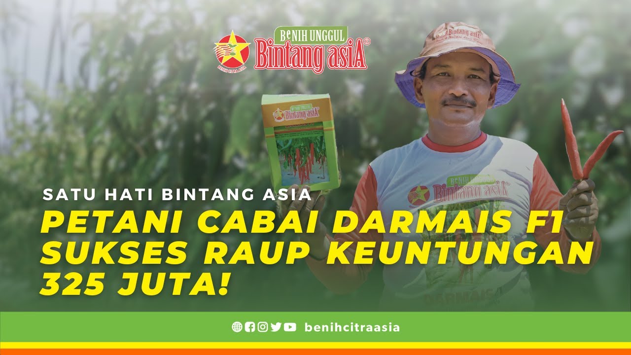 PETANI CABAI DARMAIS F1 SUKSES RAUP KEUNTUNGAN 325 JUTA! | SATU HATI BINTANG ASIA!