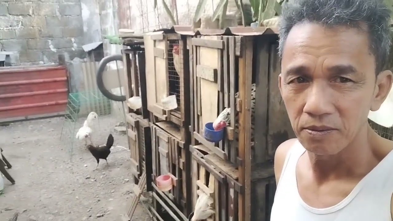 LITO DOLOSA VLOG BACKYARD BREADER #LITODOLOSA #MANOKPANGSABONG 