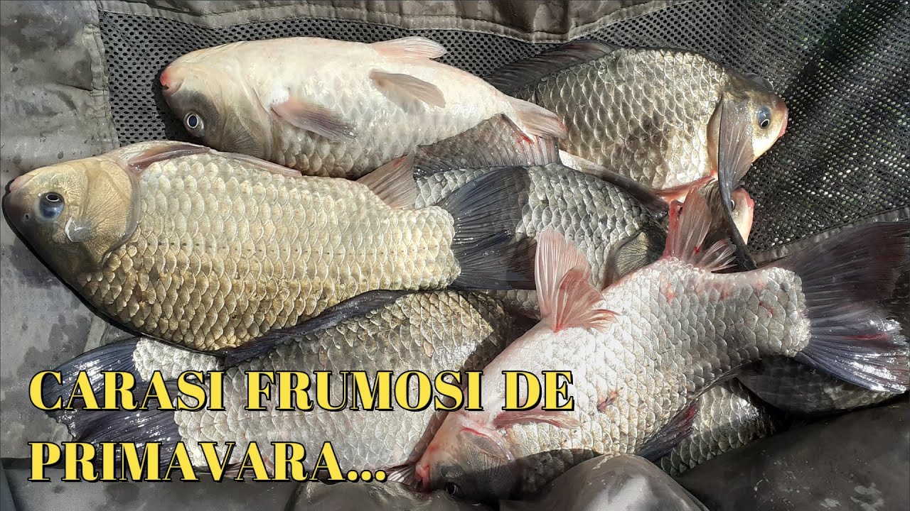PESCUIT LA FEEDER,AM PRINS CARASI MARI PE BALTA CANDEASCA LAKES 3