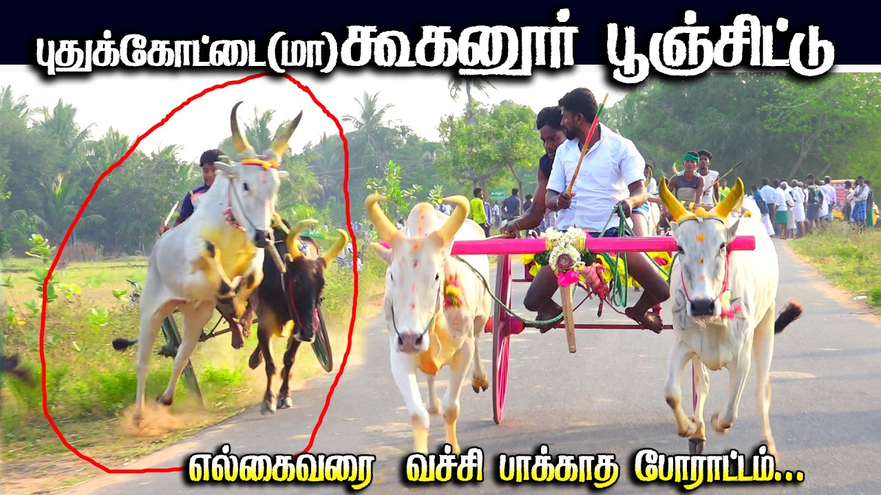 கூகனுர் பூஞ்சிட்டு 1 பந்தயம் 16.02.2026