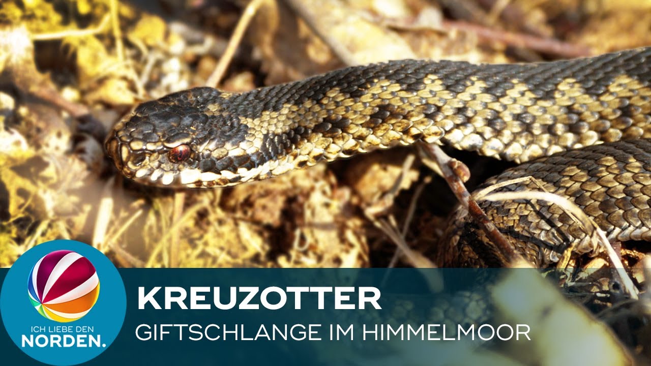 Heimische Giftschlange: Kreuzottern im Himmelmoor