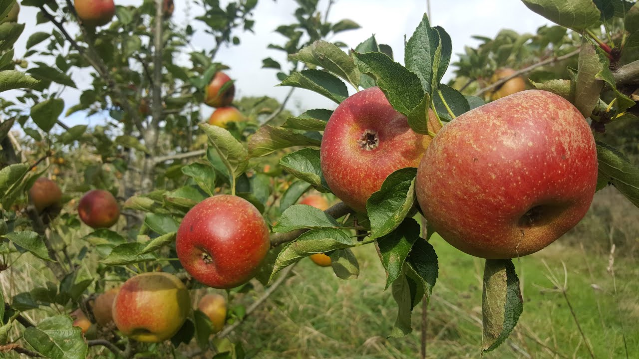 Thinning Fruit Trees - Adam's Apples Nursery