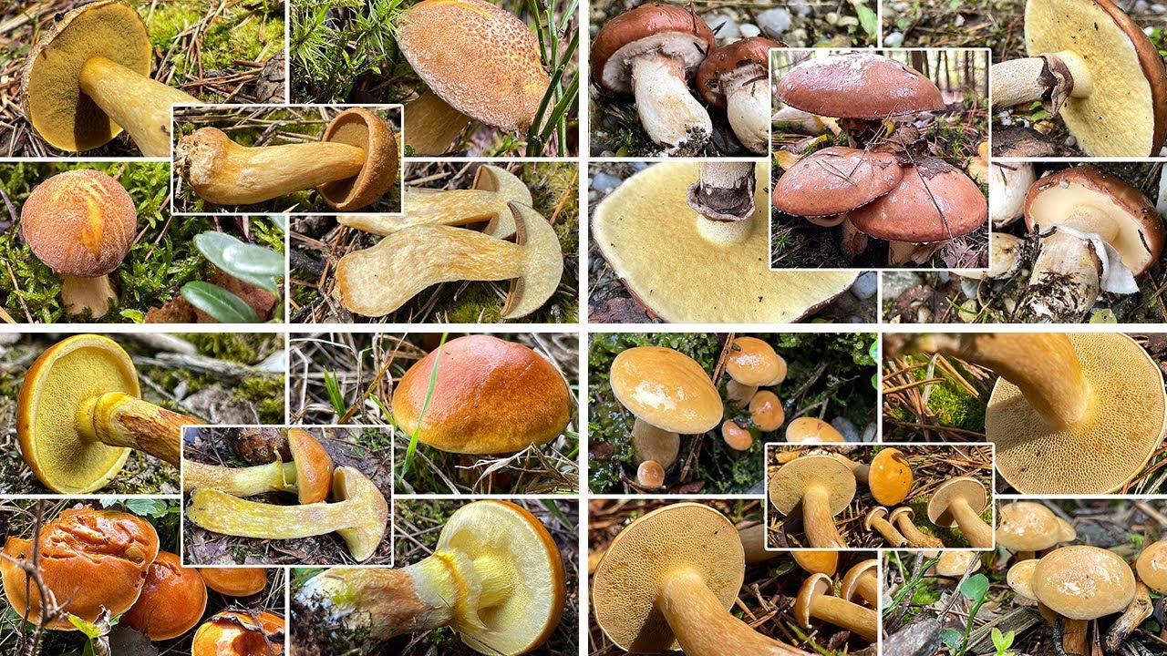 Butterpilz, Körnchenröhrling, Goldröhrling, Sandröhrling, Kuhröhrling | Schmierröhrlinge | Suillus