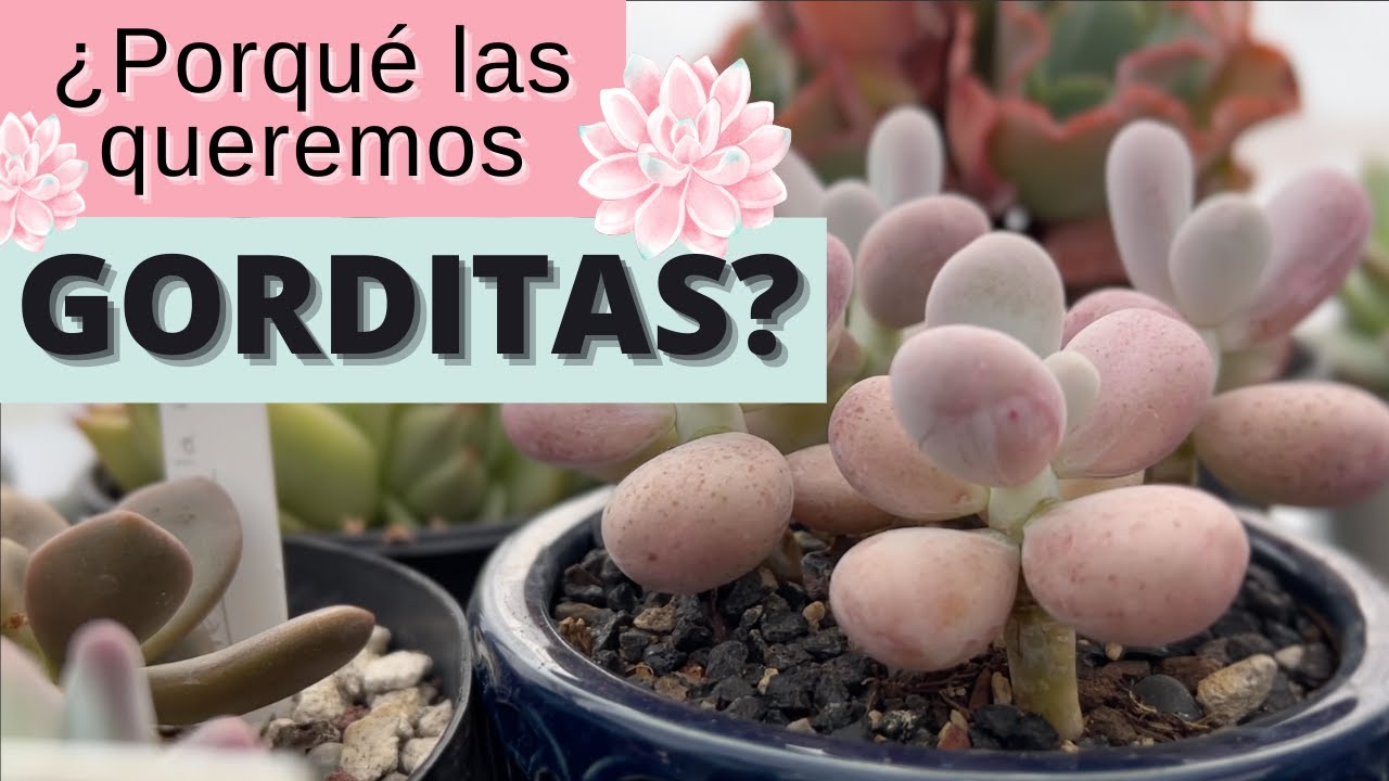 Cómo tener tus suculentas gorditas, yo te digo como.