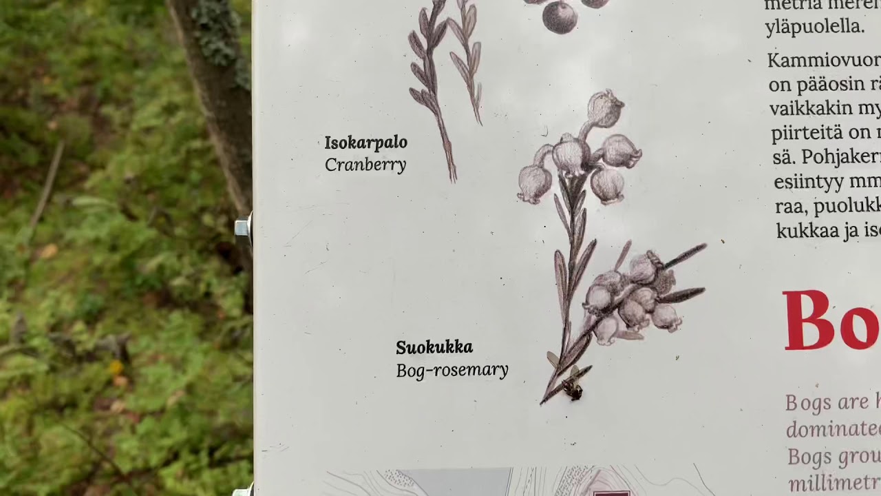 Kammiovuori Sysmä