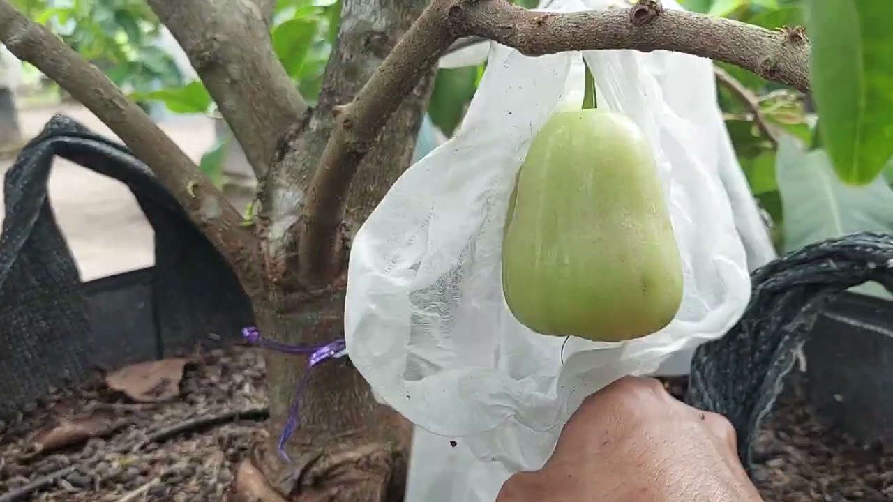 kebun jambu madu pemanfaatan lahan pekarangan #alfirafarm