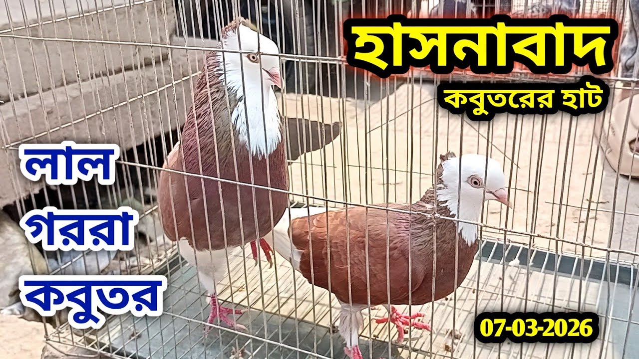 07-03-2026 হাসনাবাদ কবুতরের হাট | কমদামে হাই-ফ্লাইং কবুতর | পাইকারী দামে কবুতর | Pigeon market price