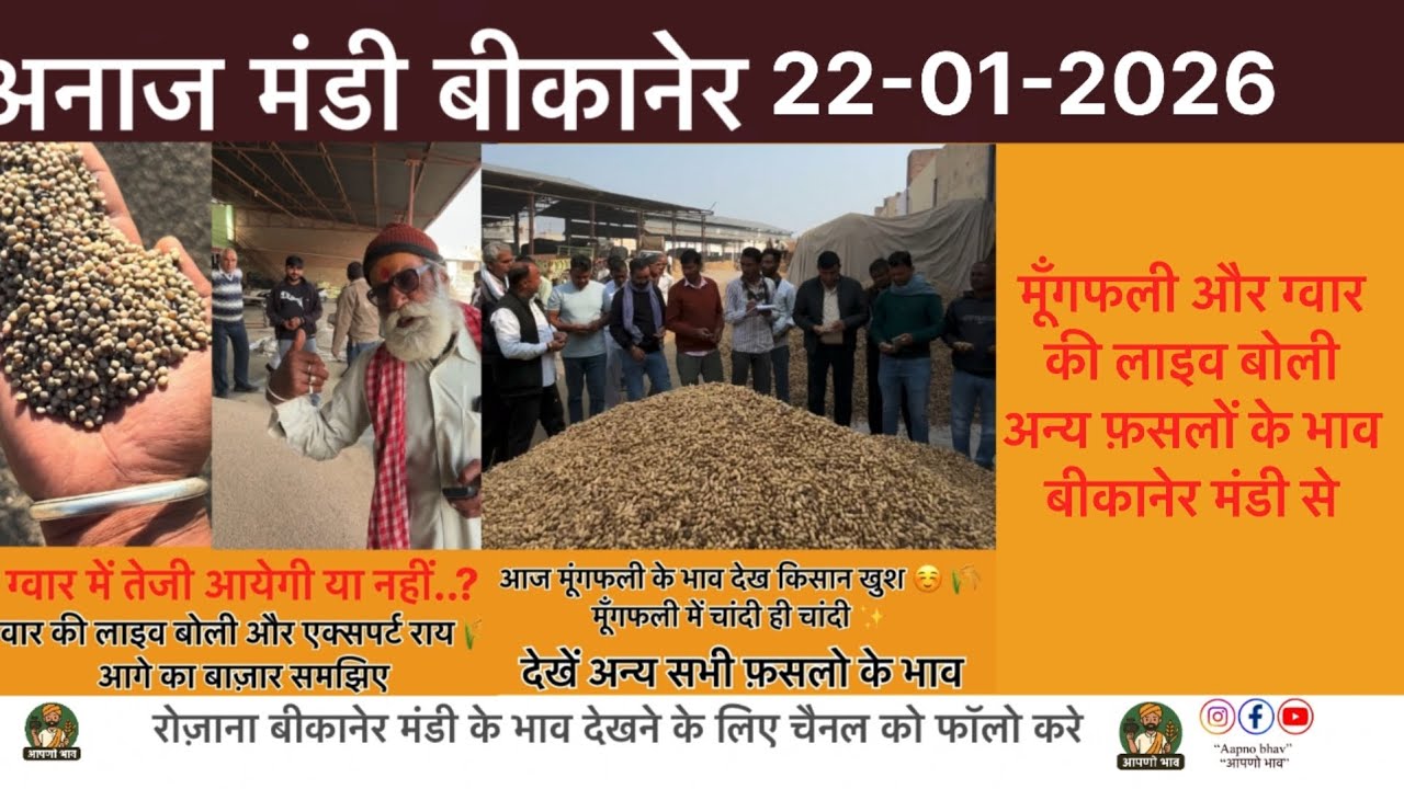 ग्वार में तेजी कब सुनिए !! मूँगफली का बाज़ार स्थिर 22-01-2026! अनाज मंडी बीकानेर #mungfali #farming 