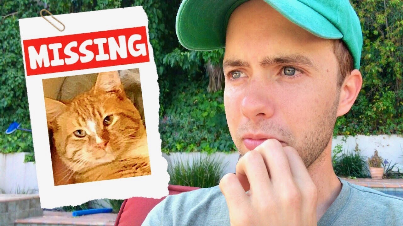 My Cat Is Missing