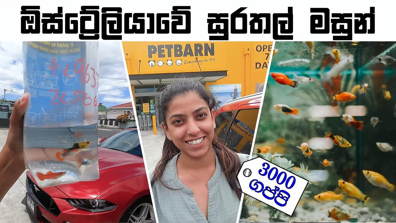 How to make Home Aquarium | Sinhala vlog | අලුත් සාමාජිකයින් 6 දෙනා| #volg26