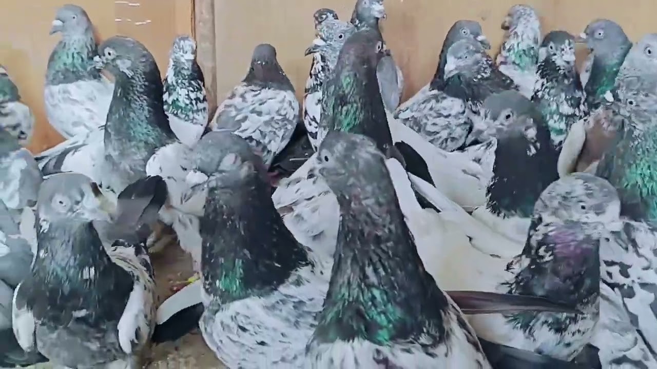 36 patthe #kalsire #for #sale..#mob.8449901786..8077813835