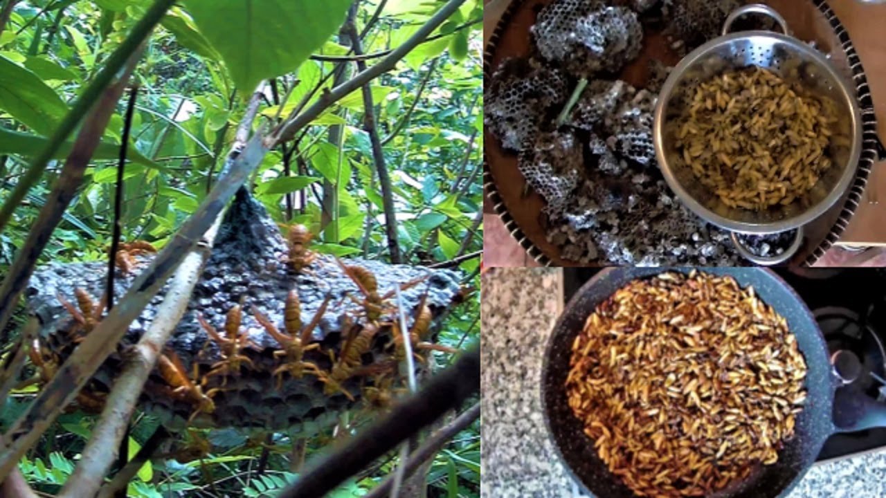 Chasse et friture Ma recette de guêpes