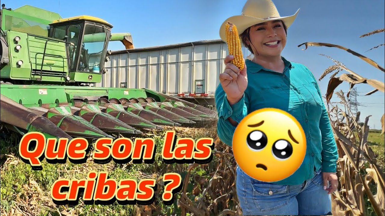 LA TRILLA DE MAÍZ DE LAS DOS CARNALAS EN TAMAULIPAS 🤠 así se maneja una 8820 turbo 🇲🇽