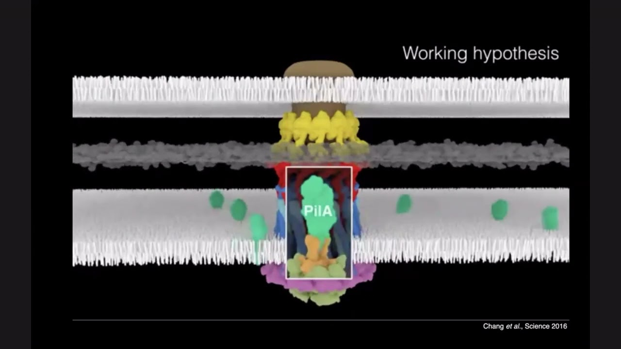 Alex Persat, “Investigating bacterial mechanobiology with iSCAT.”