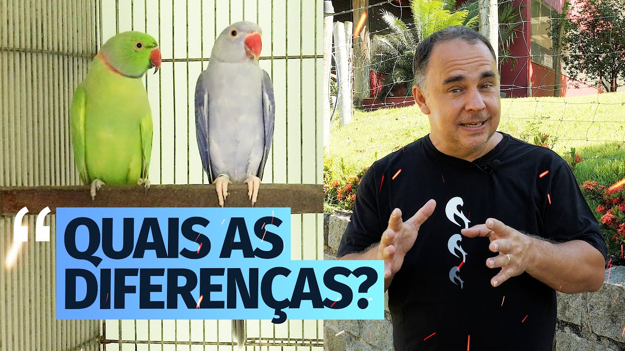 RING NECK ARLEQUIM: RECESSIVO E DOMINANTE