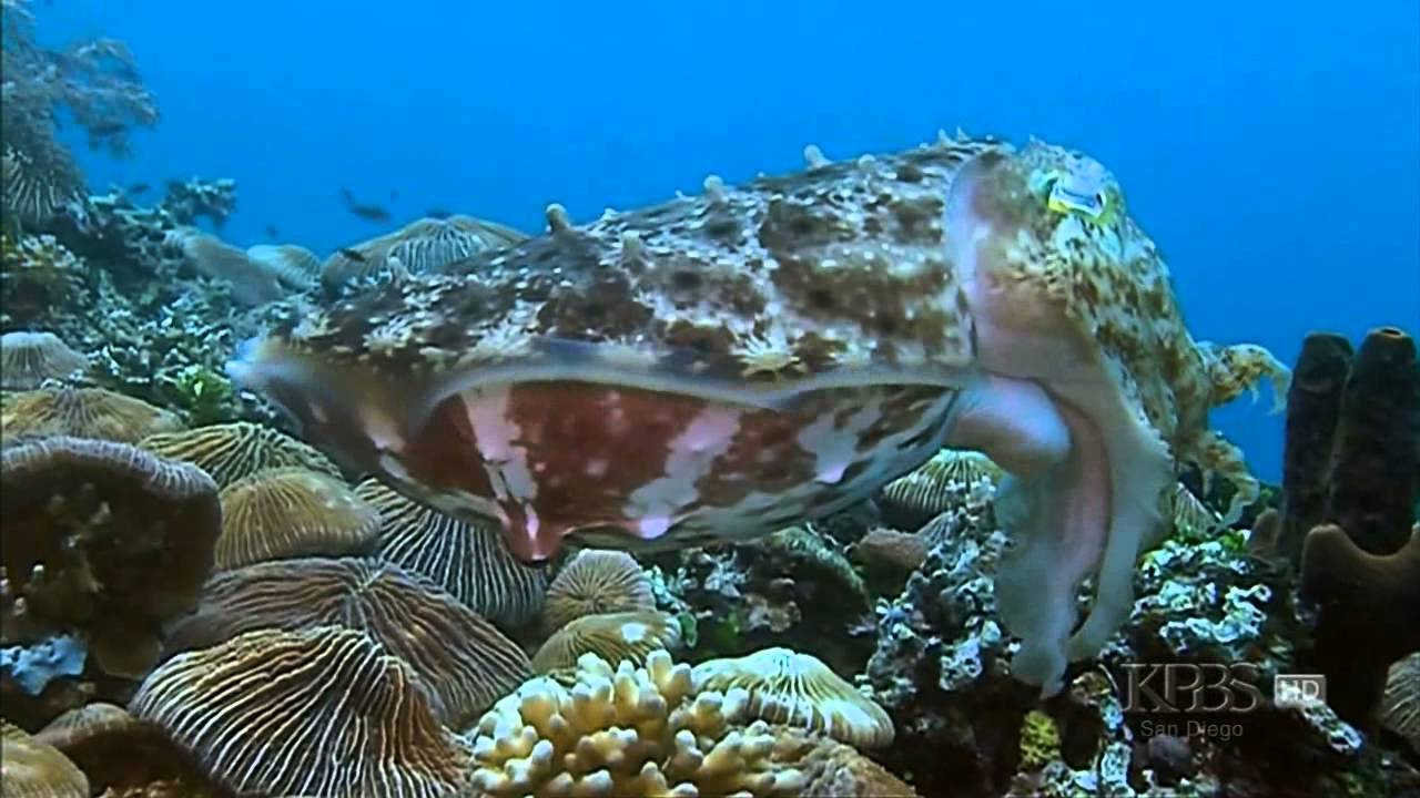 Cuttlefish Science- Eyes