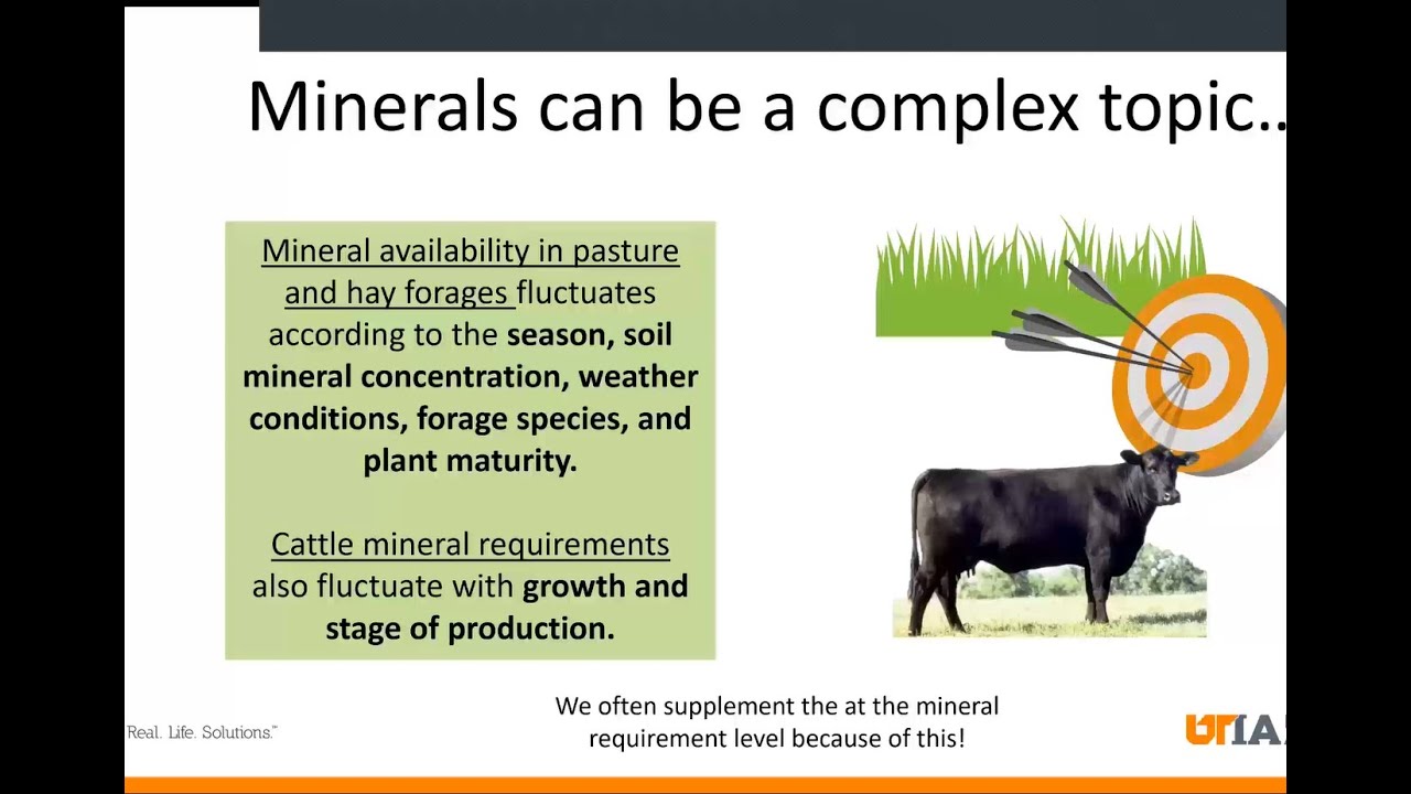 Mineral Nutrition for Beef Cattle