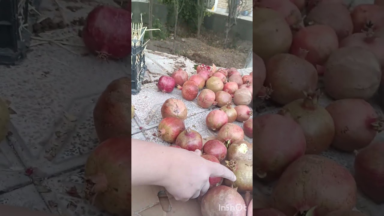 روش نگهداری و تازه ماندن انار برای مدت طولانی