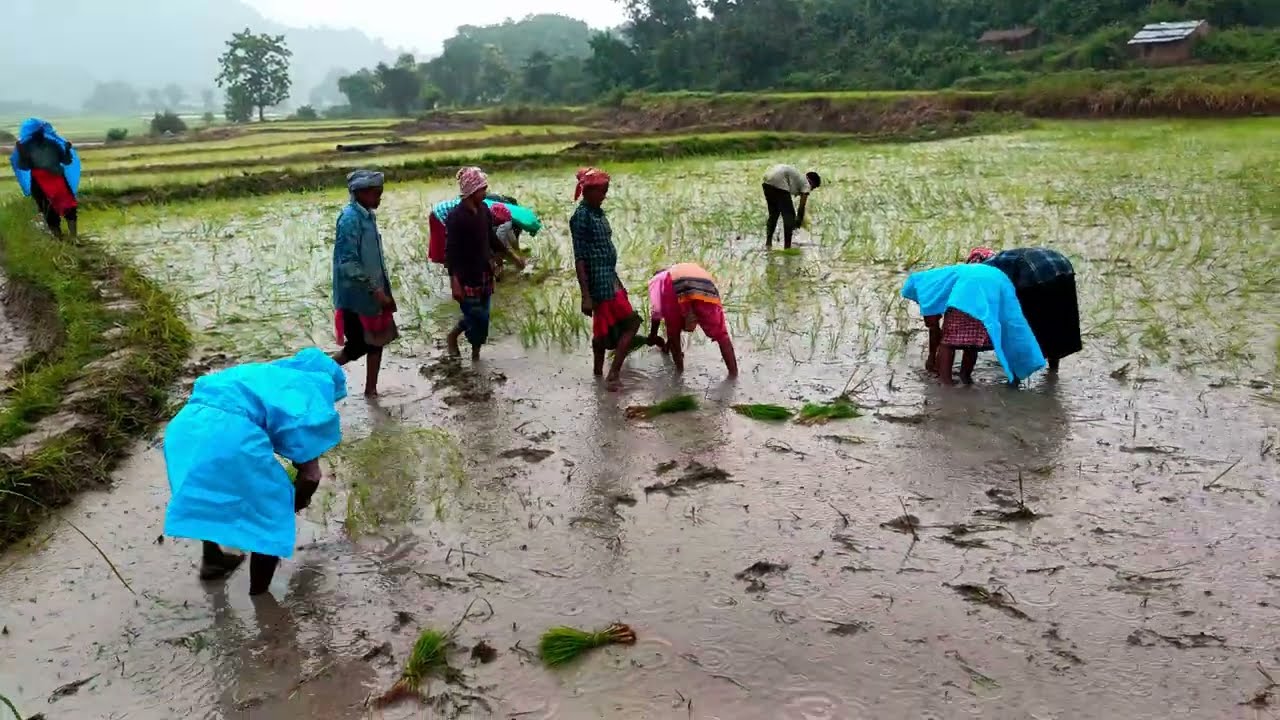 Tribal people work video /odisha /tribal sora /SOURA 