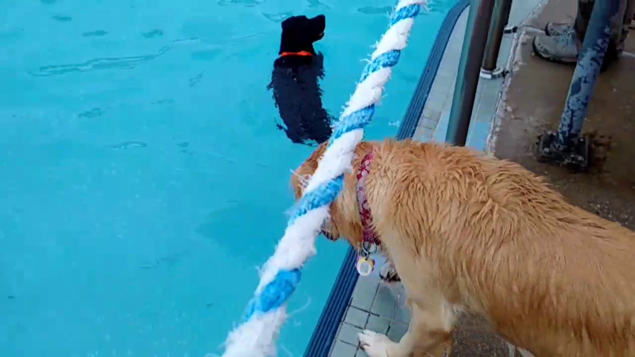 Layla at Surf Dogs at Bingemans 20150913