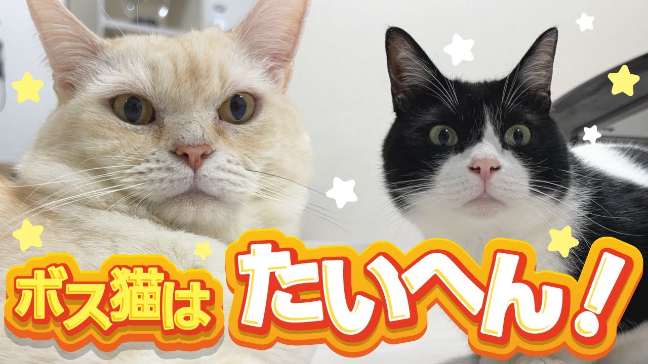 ボス猫ニャーゴさんは弟分つよボムのお世話で大忙しだ！