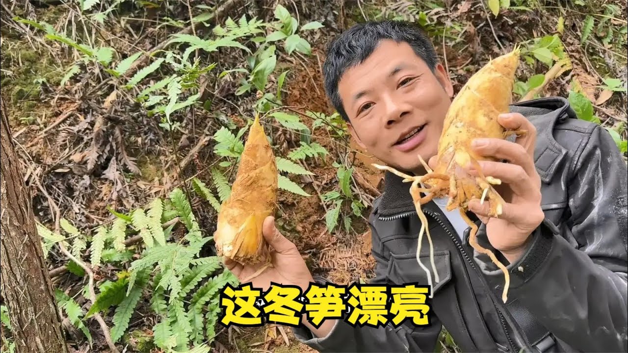 上山挖冬笋！雨锅的丰收日，棕树芯也安排上