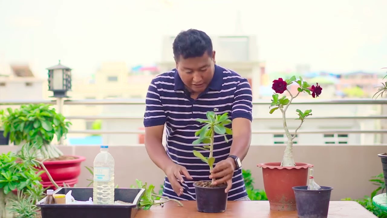 ကန္တာရနှင်းဆီတွေကို ကိုင်းဆက်နည်း ၂ မျိုး