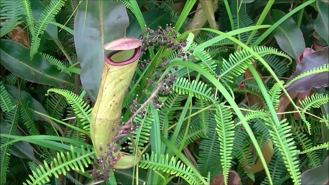 Nepenthes mirabilis, Thung Rha, Phang-nga, Thailand