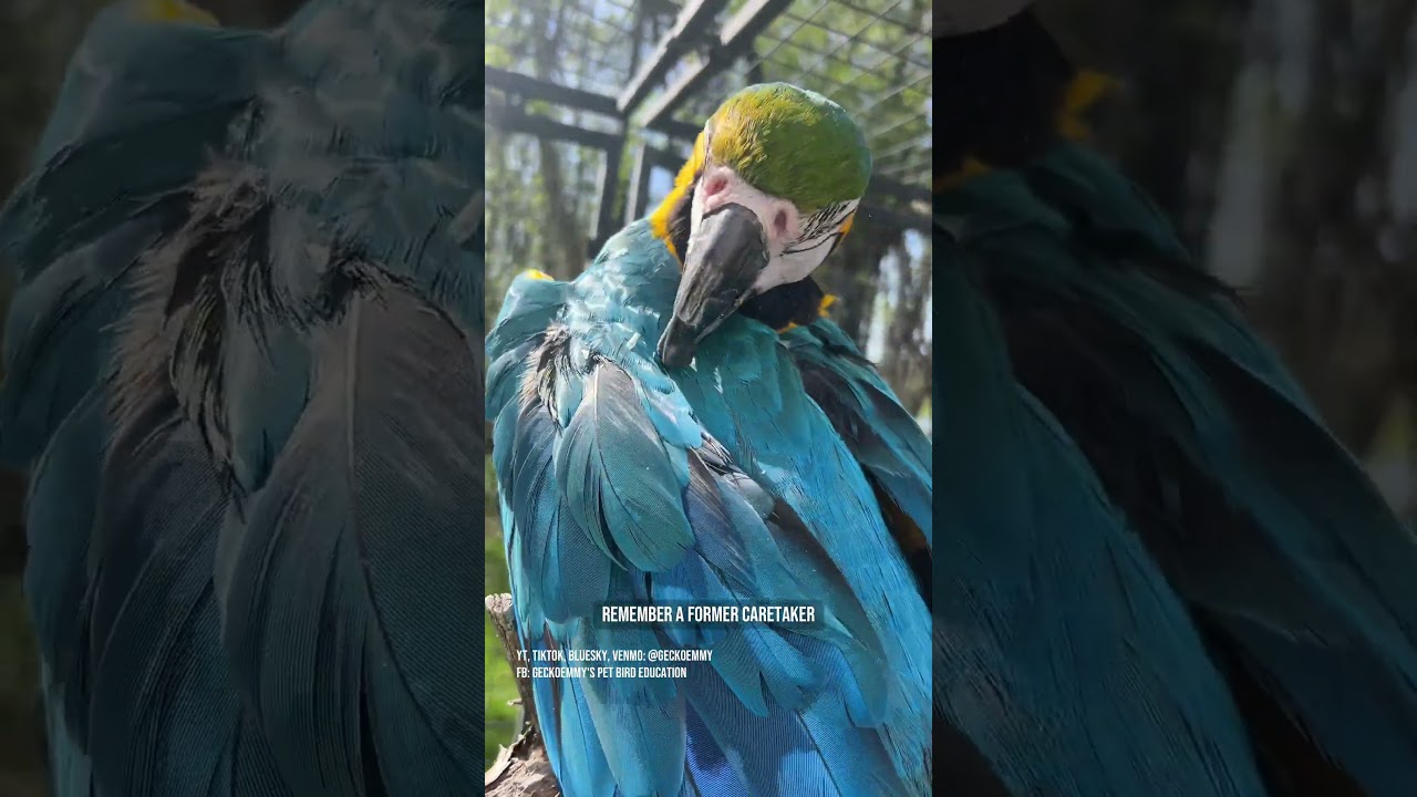 Let's preen ticklish Amanda and talk about aging parrot caretakers #petbirds #featherpreening