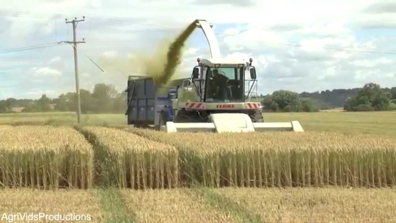 Wholecrop Wheat 2014. With The Mighty Claas Jaguar 890