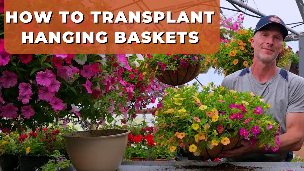 How To TRANSPLANT Hanging Baskets - Transplanting Into a Coco Liner Basket