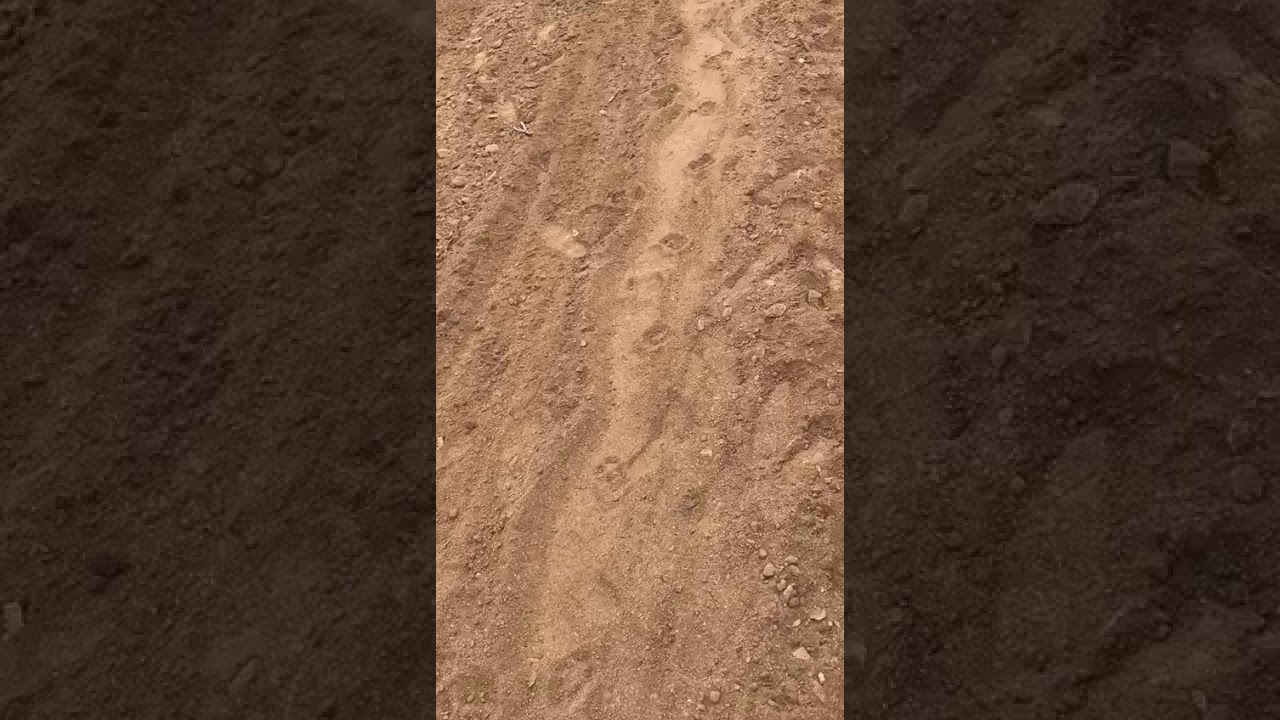 Leopard  foot prints