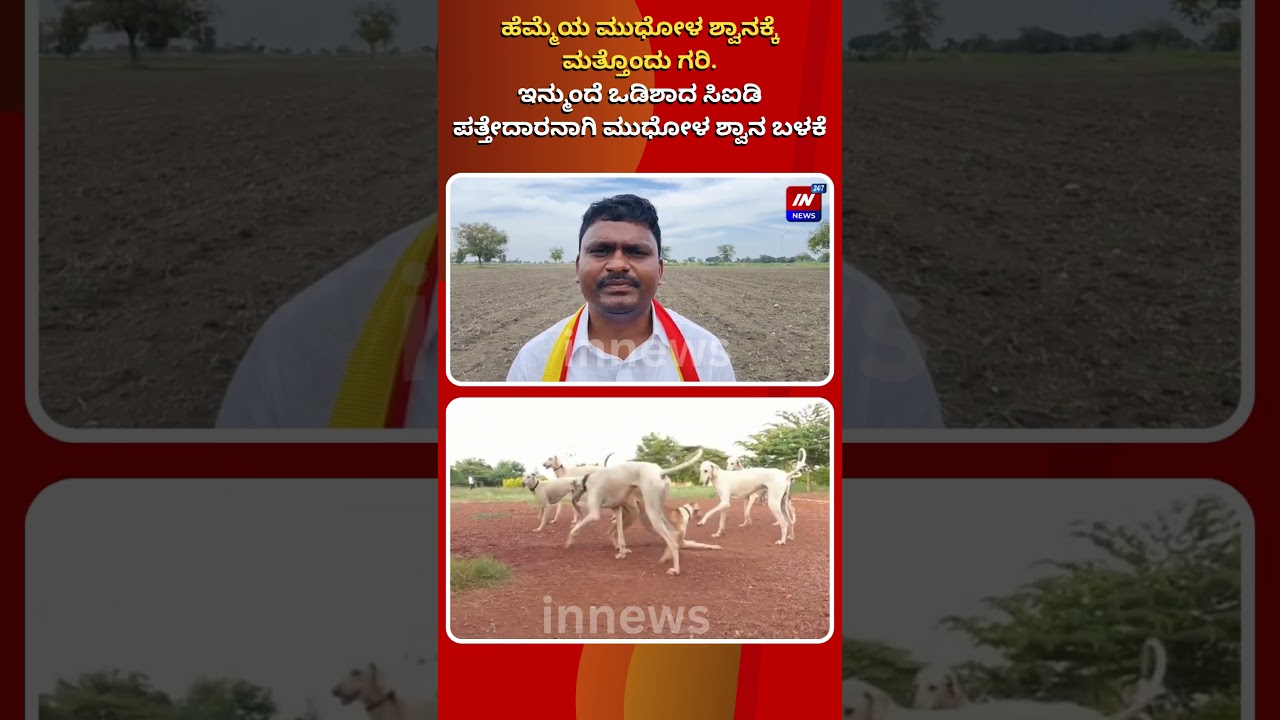In News 24x7  : ಹೆಮ್ಮೆಯ ಮುಧೋಳ ಶ್ವಾನಕ್ಕೆ ಮತ್ತೊಂದು ಗರಿ. | @innews