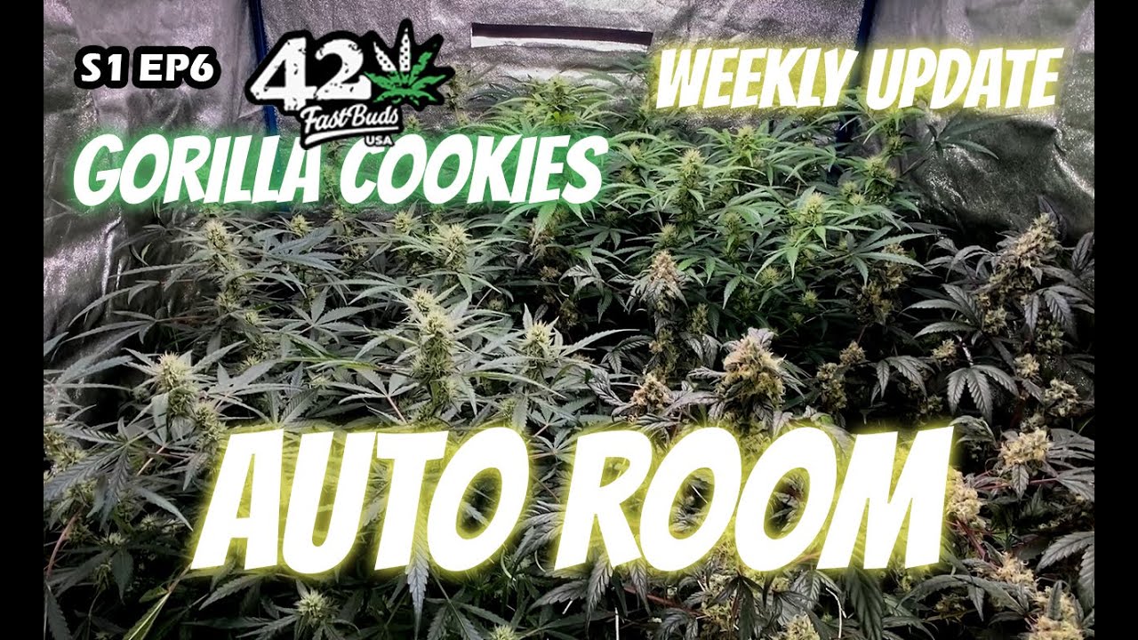 Auto Room Gorilla Cookies Growing Autoflowers at Home With Reused Soil