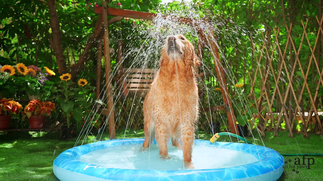 All For Paws - Sprinkler Fun Mat
