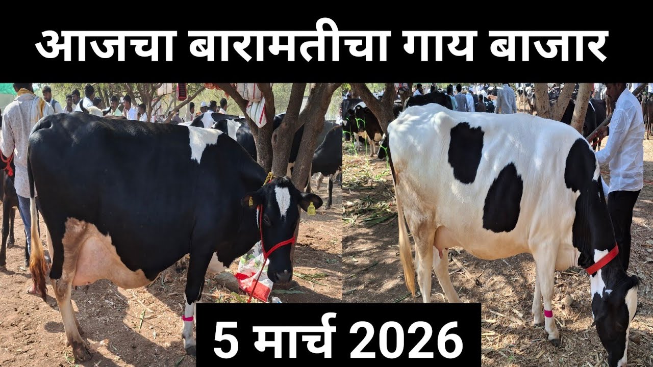 आजचा बारामतीचा गाय बाजार 5 मार्च 2026 || टॉप कॉलिटी कालवडी लाखात चालू किंमती ||Baramati guy Bazaar