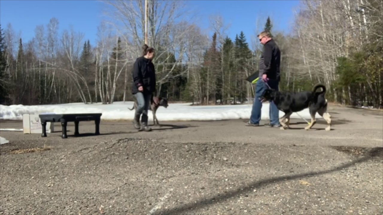 Canine Good Neighbour  (CKC) Prep Video