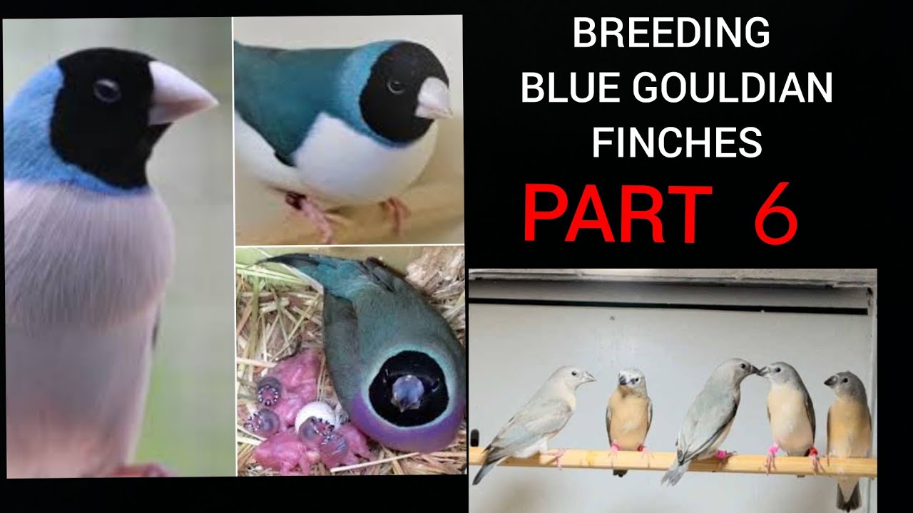 Breeding Blue Gouldian Finches Part 6 - Breeding season and nest box placement