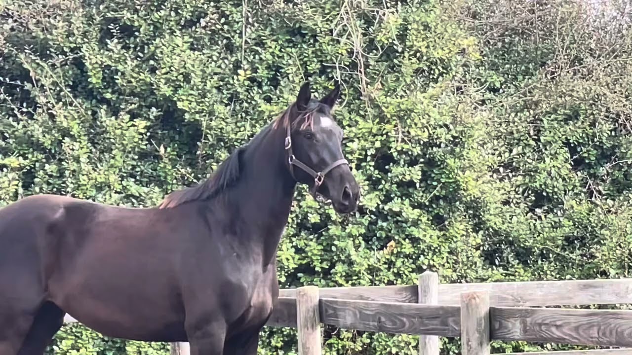 The Bee’s Knees RH coming 3yo KWPN filly. Gaudi (Totilas/DeNiro)/Florencio. 