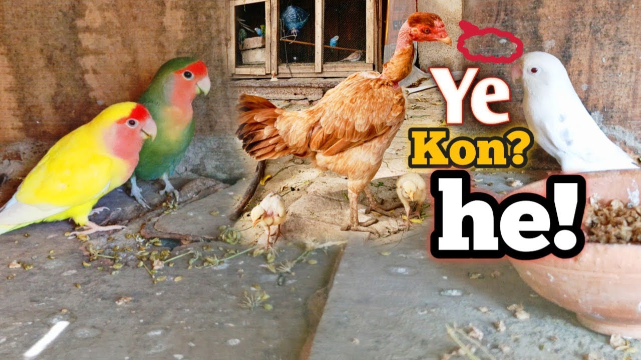 Bohat🙅achi😱baat h🤔|#chicken #villagelife #birds #pets #vlog #dailyroutine #dailyvlog #dailyroutine 