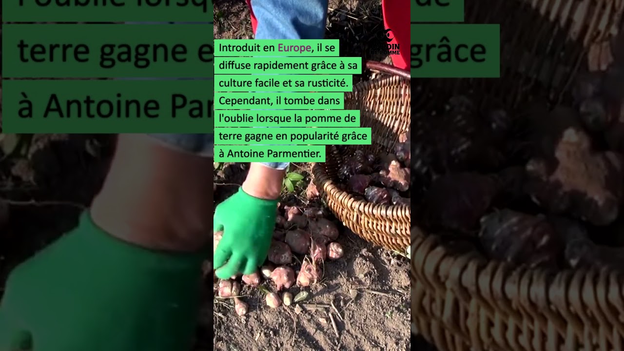 🌿L&rsquo;histoire des topinambours #jardin #potager #permaculture