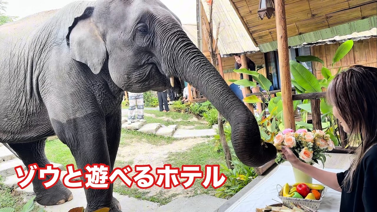 【神ホテル】象が部屋の前まで来るホテルがヤバすぎた…🐘　タイ🇹🇭チェンマイ　3 Pok Maewang Jinxiang Gold Elephant Park