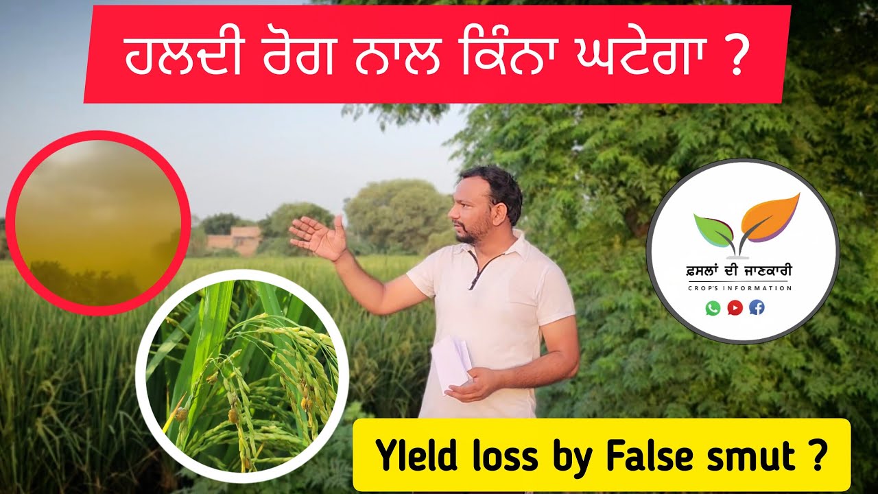 ਹਲਦੀ ਰੋਕ ਕਰਕੇ ਝੋਨੇ ਦਾ ਕਿੰਨਾ ਚਾੜ ਘਟਦਾ ਹੈ Yieold loss by False smut in Paddy crop 